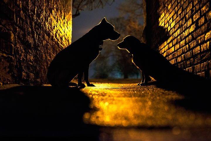 Violet és Ruby. Minden visszaállt a megszokott kerékvágásba.