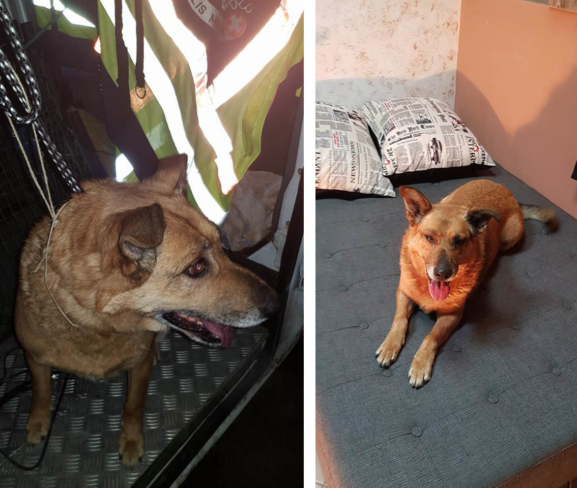 Betty, a vonatozó kutyus