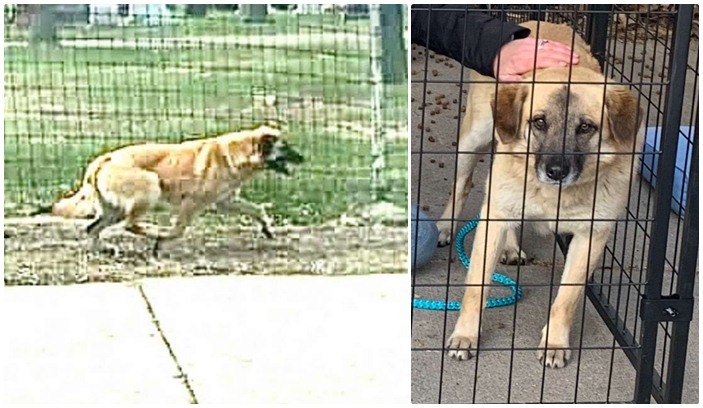 Három hónap múlva hazatalált a kutya