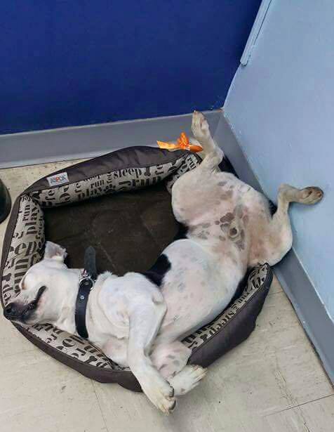 Munka közben a rendőrkutyának is kell egy kis pihenés...