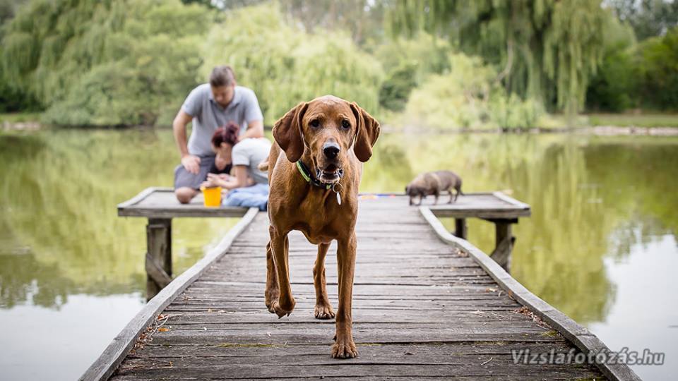 II. Deményista Piknik
