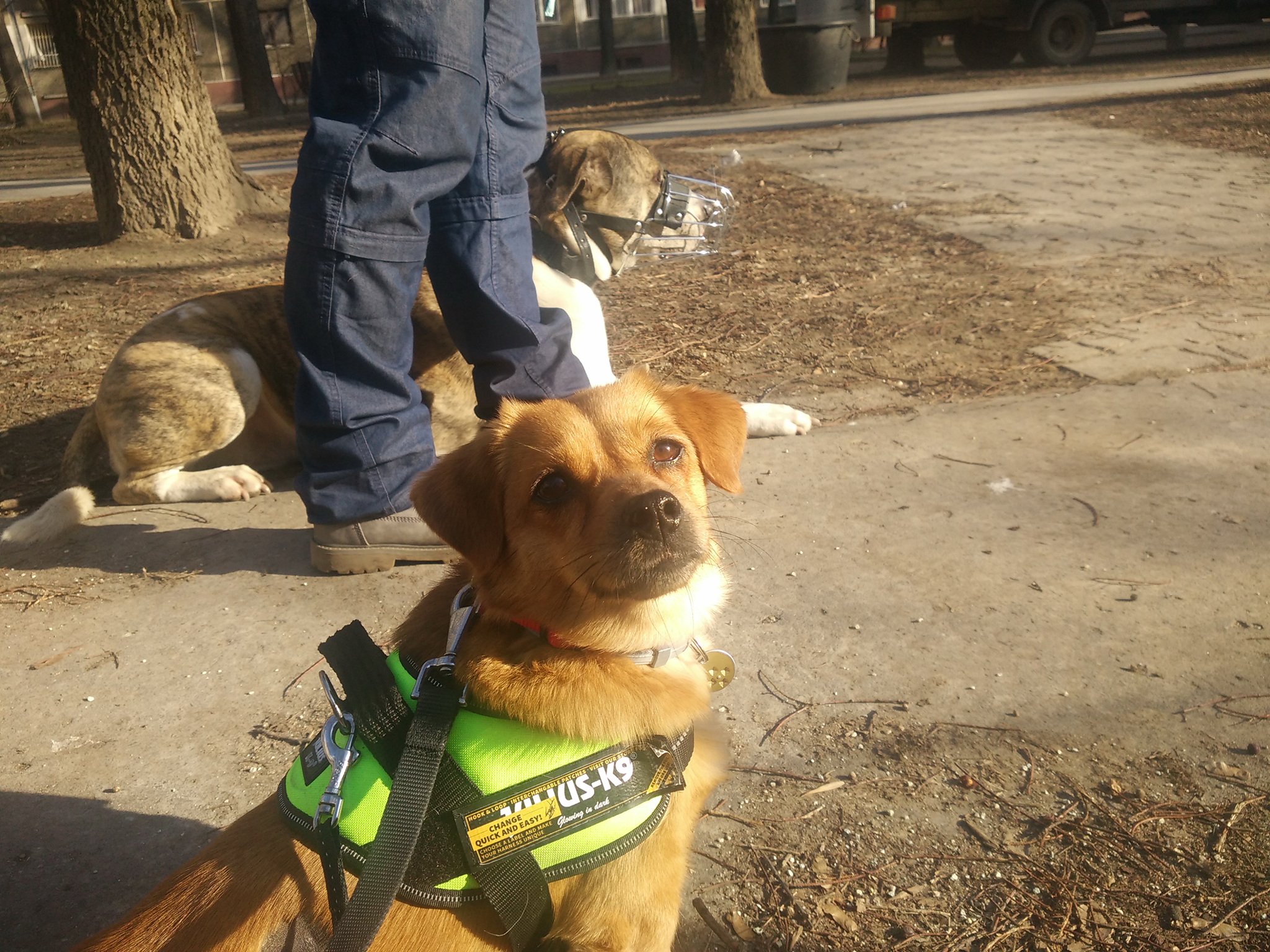 Mindketten az ÁlmosFelhő Kutya-Gazdi Harmonizációs Programja által tanulnak. Egyikőjüket utcáról fogadták be, másikuk előző 