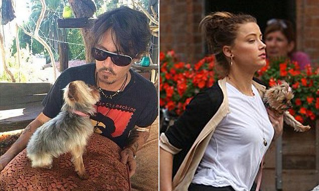 Johnny Depp yorkshire terriejei veszélyben voltak