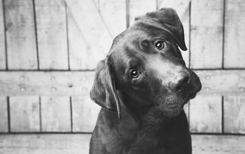 Aranyos, de vajon mi a tényleges oka?