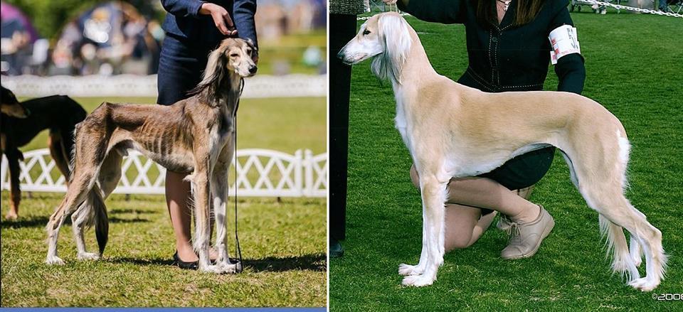 Az egyik győztes perzsa agár és egy egészséges, jól táplált perzsa agár
