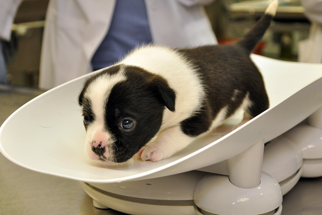 Kölyökkutya a rendelőben - Már egészen pici kortól kezdve fontos a rendszeres állatorvosi ellenőrzés