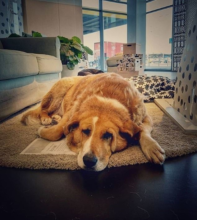 A kóbor kutyák menedékre leltek a hideg elől az IKEA áruházban