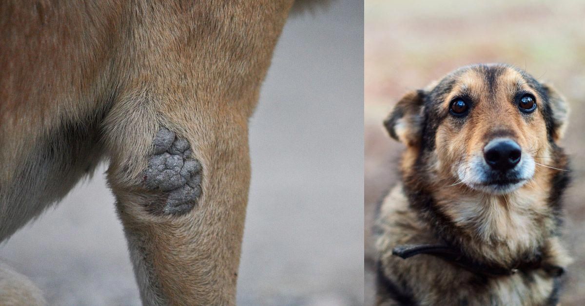 Felfekvés - a fekvés közben tartósan nyomásnak kitett testrészeken a kutya szőre kihullhat, bőre megkeményedhet