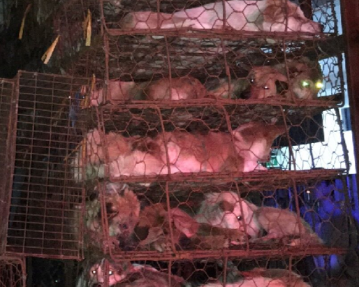 Drótketrecekbe zsúfolták be a több száz állatot