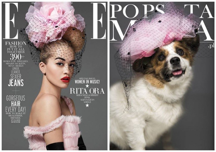 Kutya a címlapon 8 Kutya a címlapon 8