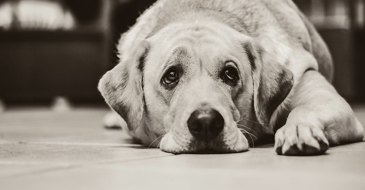 Ismét megpróbálta megmérgezni valaki a budapesti kutyákat