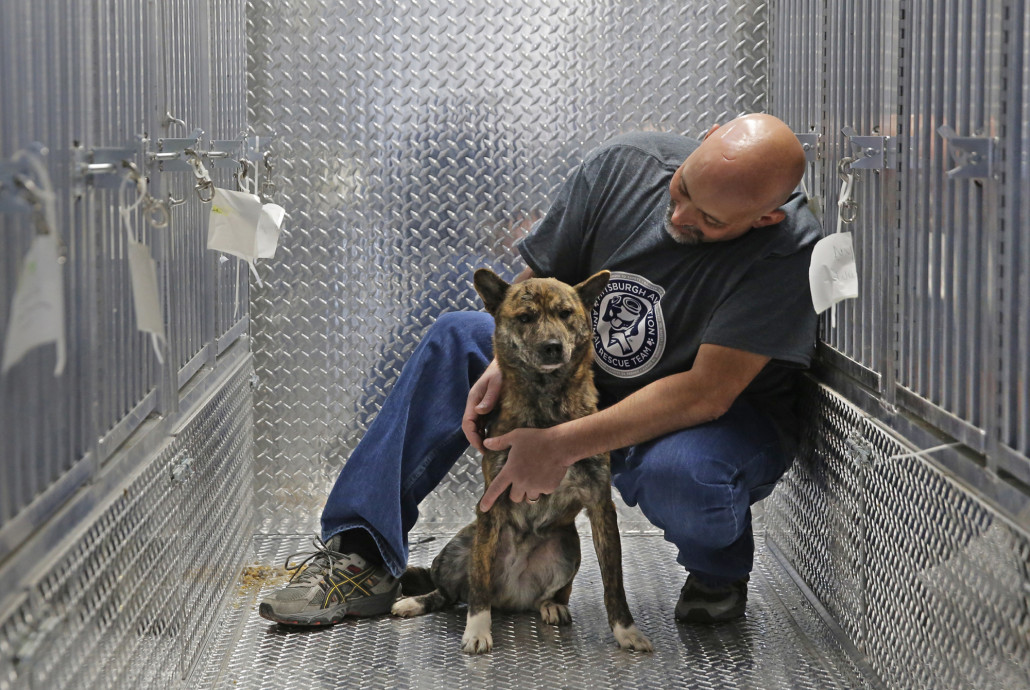 A kutyák menhelyen élnek majd, míg tart a rehabilitáció