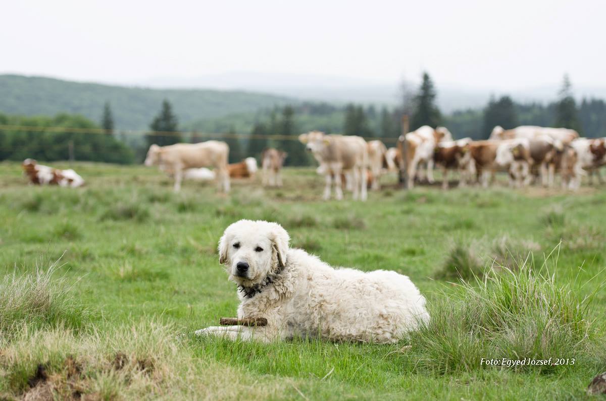 Kuvasz munkában