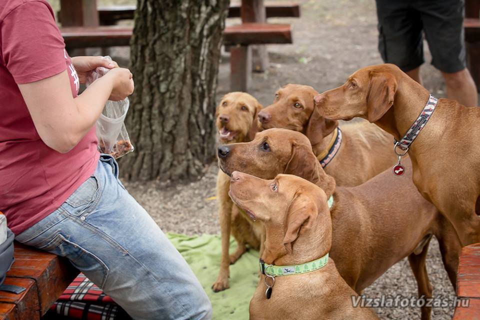 II. Deményista Piknik - Töpiosztás!