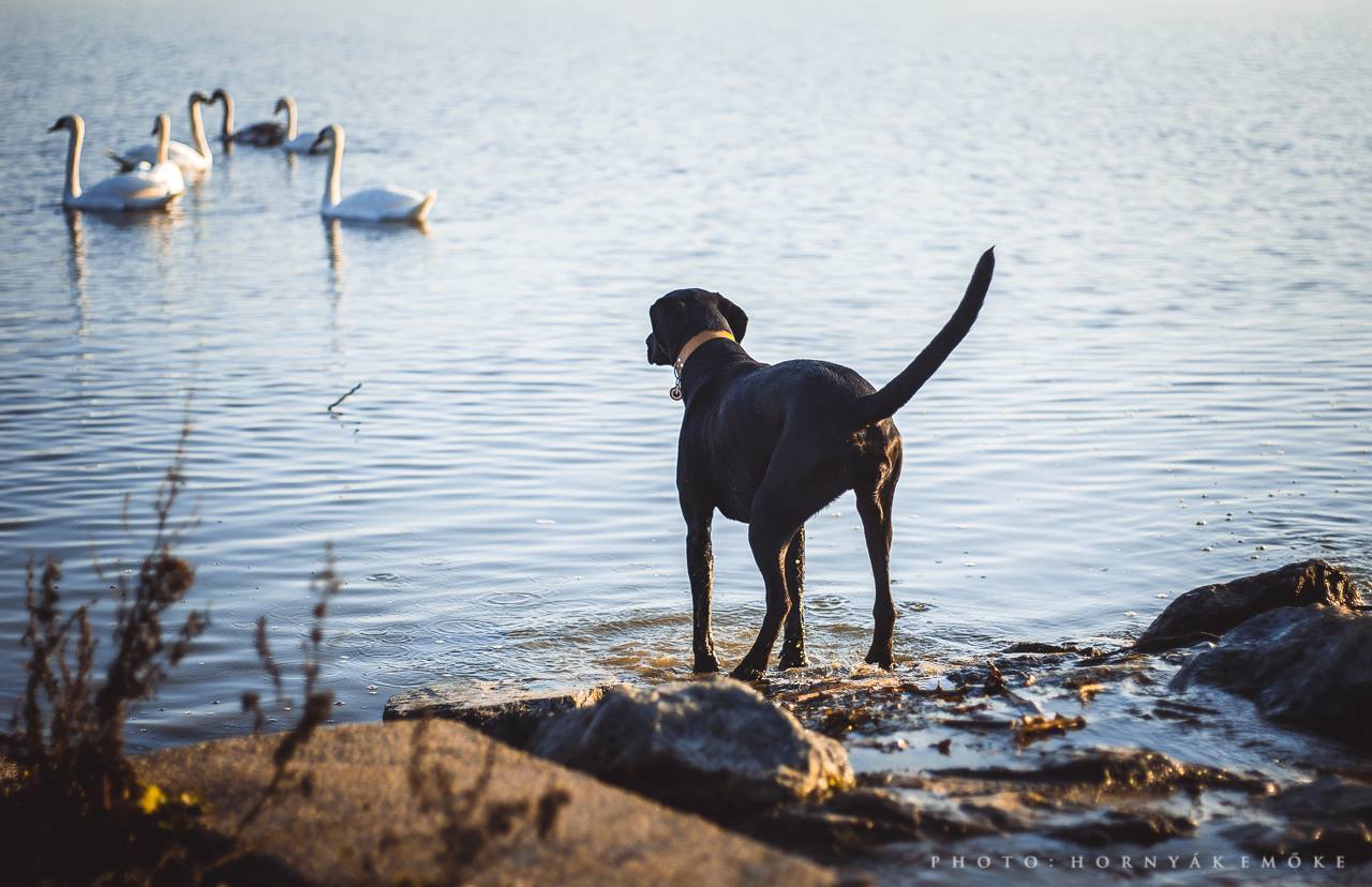 Eddig csak a partról vágyakozhattak a kutyák a víz után