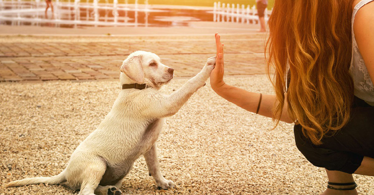 Mitől lesz kiegyensúlyozott a kutya-gazdi kapcsolat