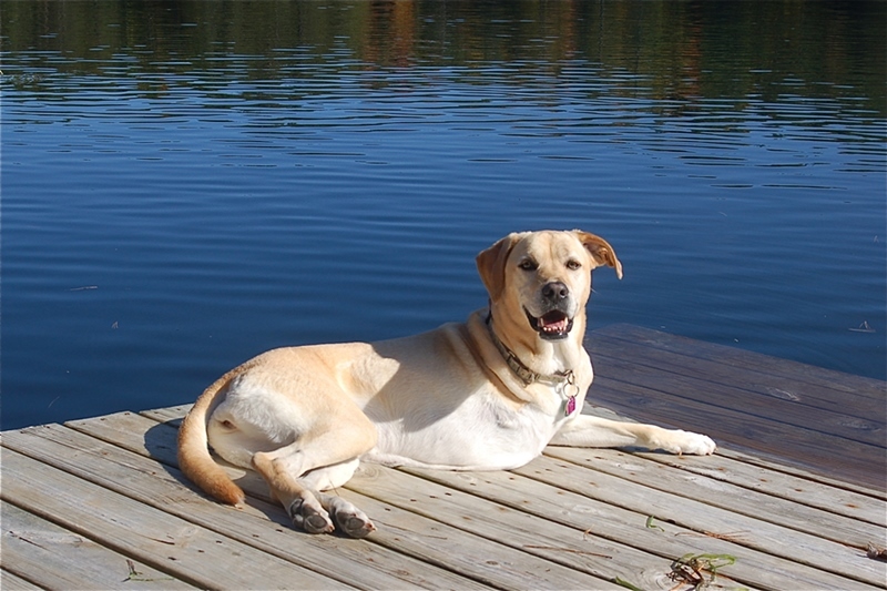 Csontrák következtében eltávolították a kutya jobb mellső lábát