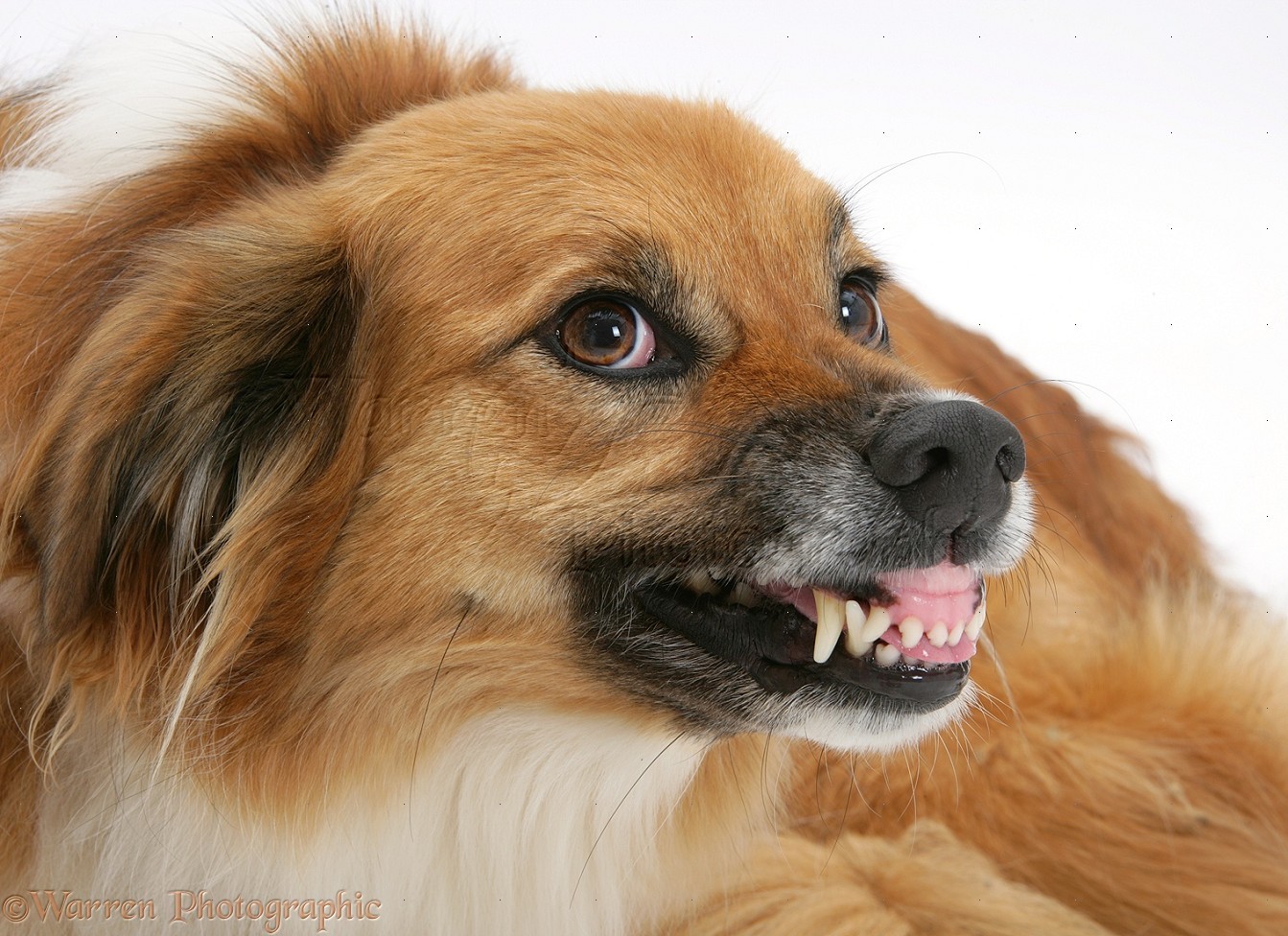 A félelmi agresszió összetett viselkedési probléma