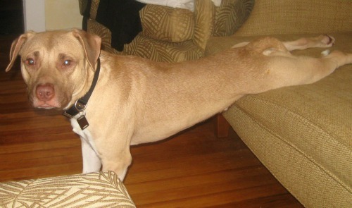 Néha a legfurcsább pózban nyújtózkodnak kutyáink