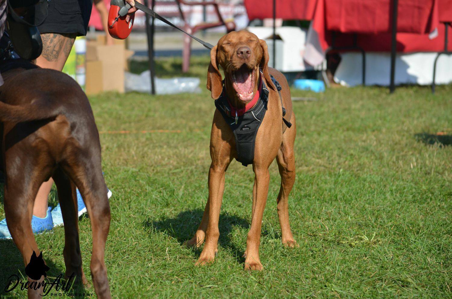 A kutyák és gazdik is jól érezték magukat az Ebugatta Pikniken!