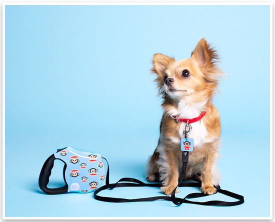 A csévés póráz jó választás a fegyelmezett kutyáknak 