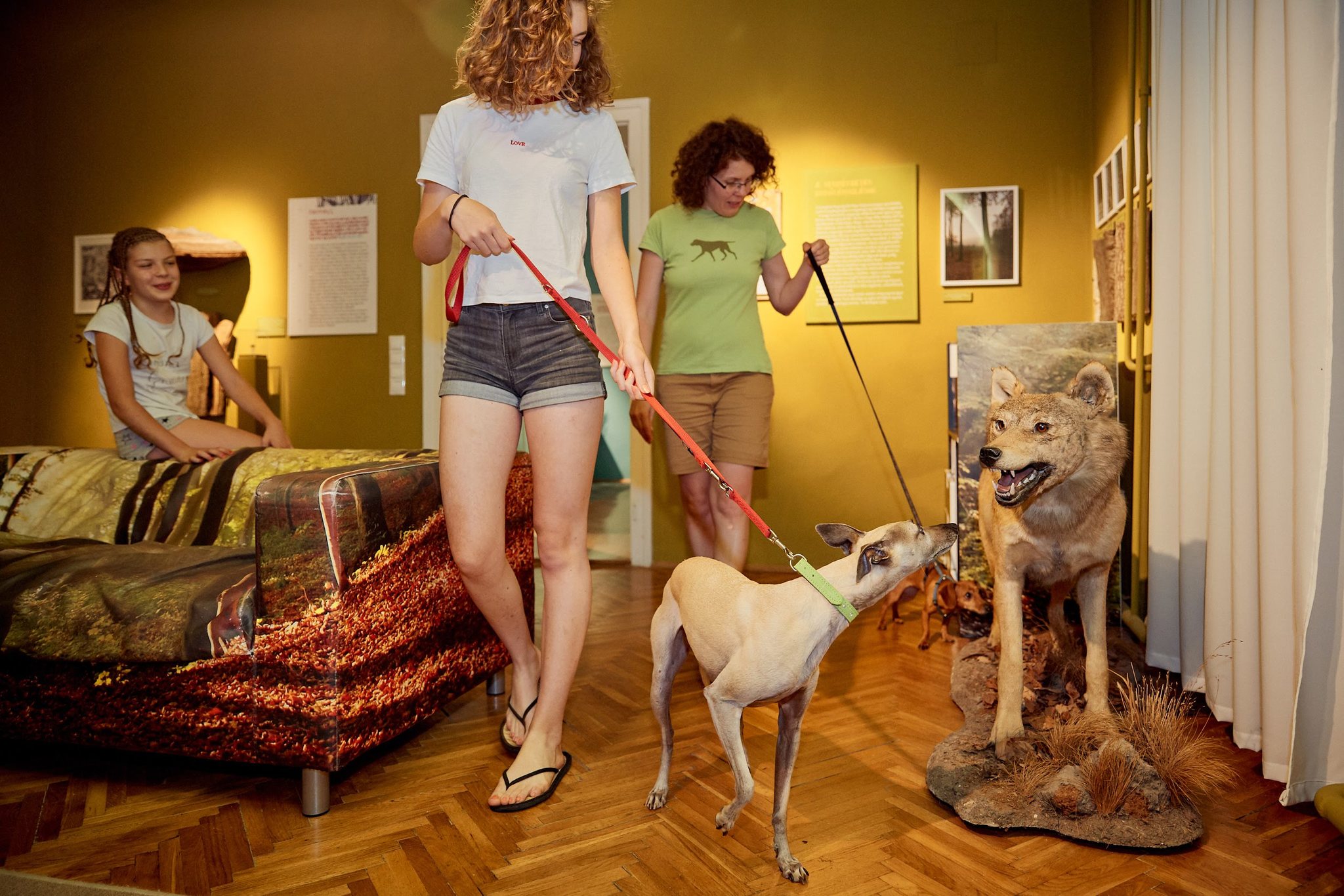 Kutyabarát Kazinczy Ferenc Múzeum természetrajzi kiállítás