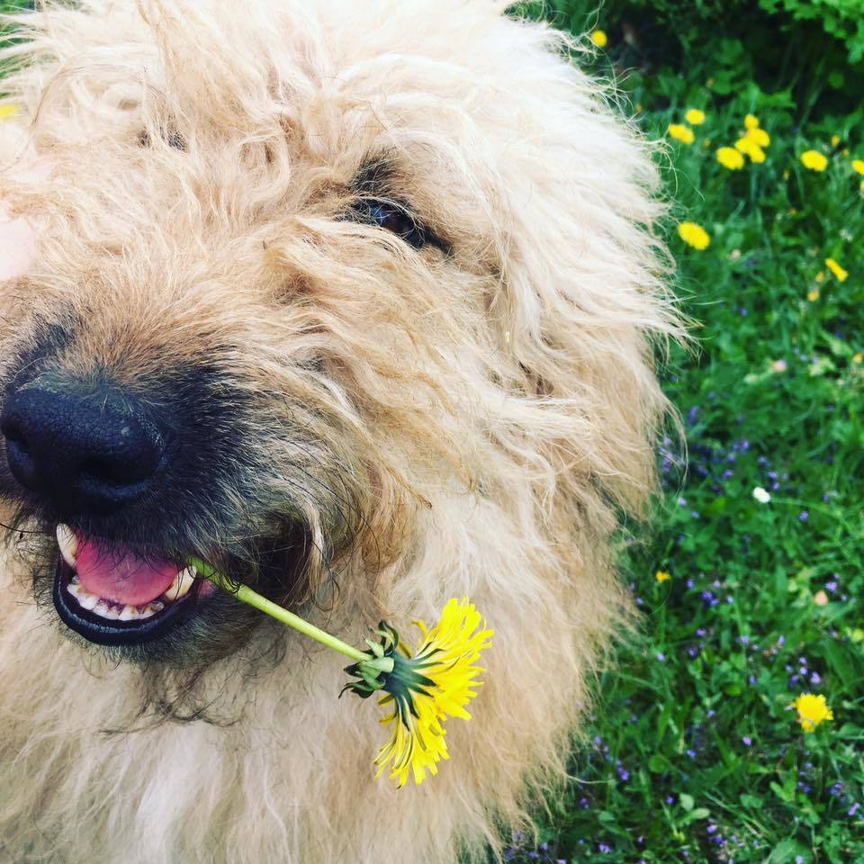 A kutyusok is nagyon élvezni fogják a napot: barátaikkal játszhatnak, de játékokat és izgalmas feladatokat is kipróbálhatnak