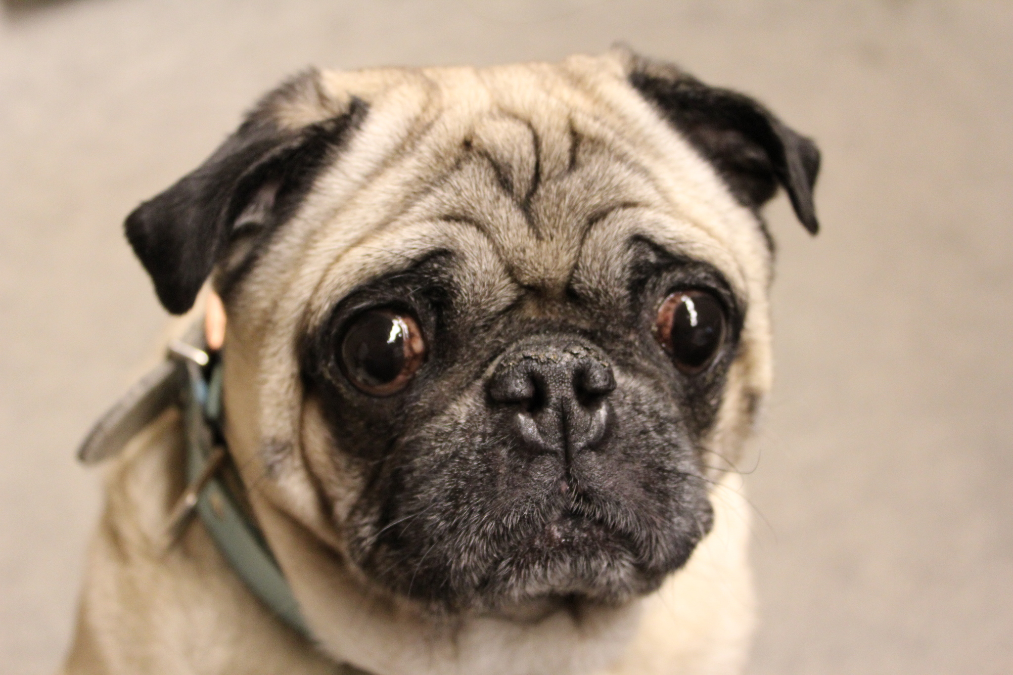 Dodó, a kutyabarát Concept Eyewear főnöke