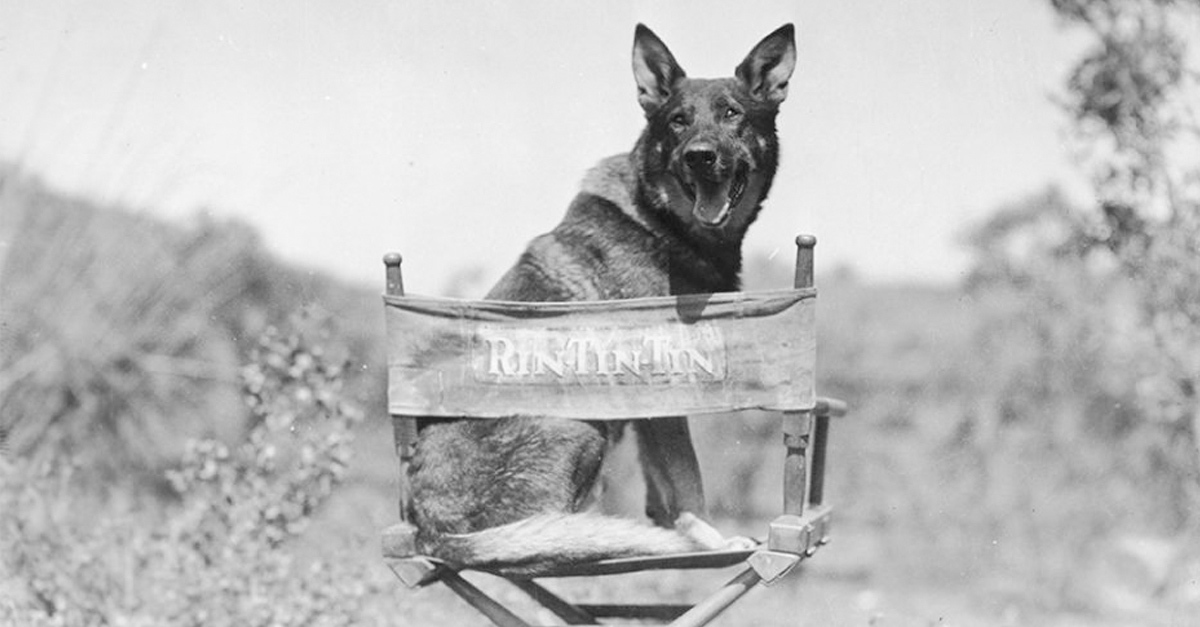 Rin Tin Tin alakja elevenedik majd meg a filmen