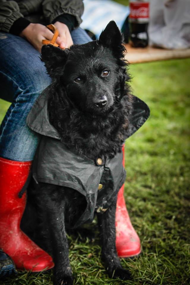 A kutya is hordhat esőkabátot