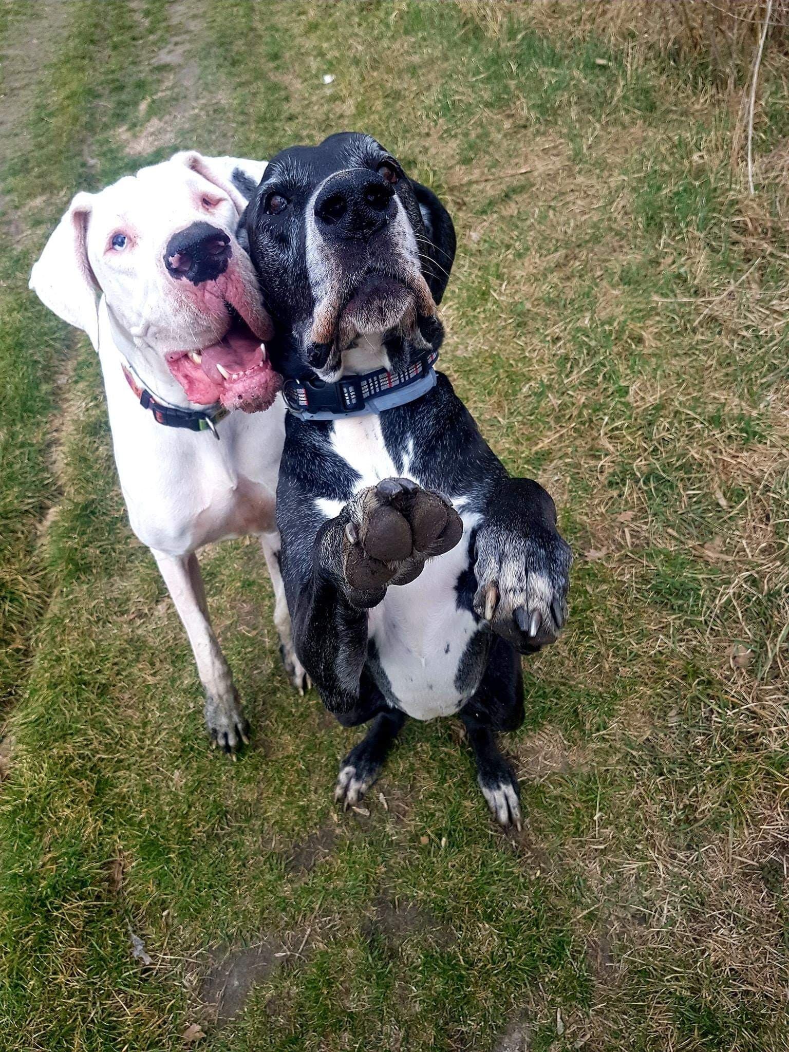 Nem a méret, vagy a fajta a lényeg, hanem a kutyák szocializáltsága