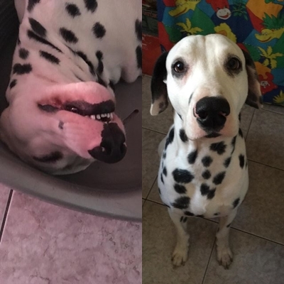 5 nap használat után megszűnt a hasmenés enyhül, bár a vakaródzás még fennáll