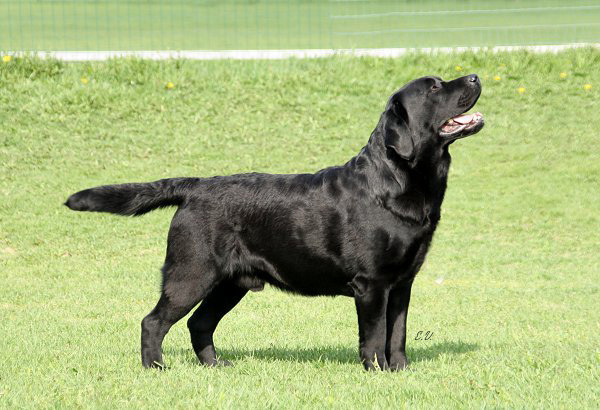 Show Labrador