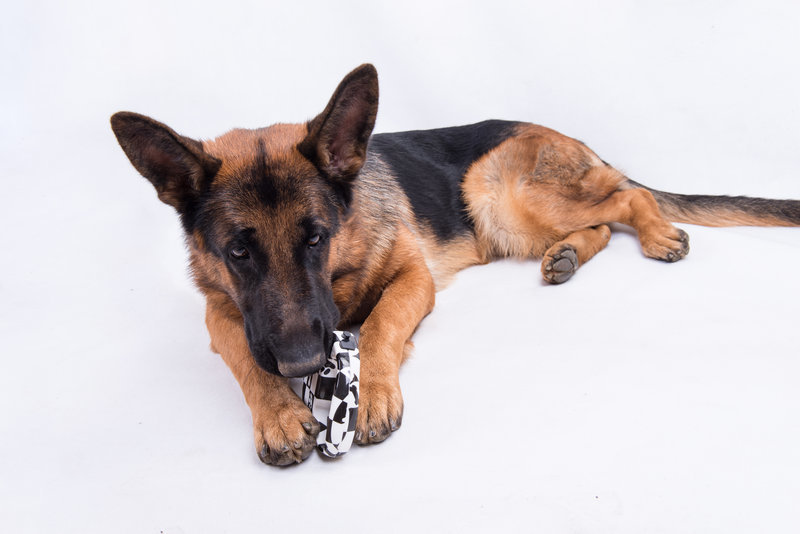 E-cigaretta - életveszélyes lehet a kutya számára