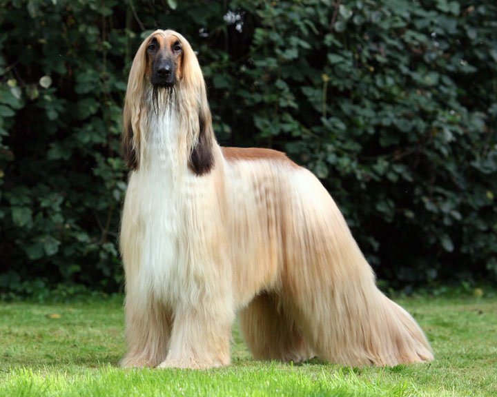 Hipoallergén kutyafajták - Afgán agár