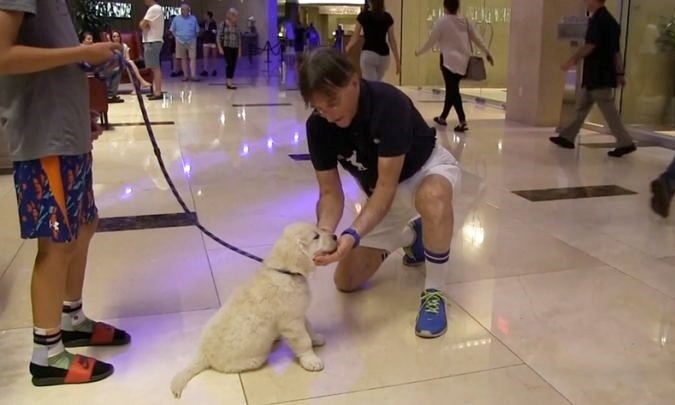 A retriever kölyök meghódította a floridai luxushotel vendégeinek szívét