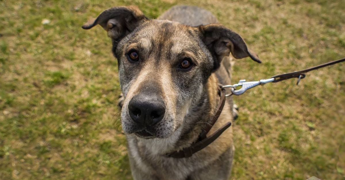 Füles már nagyon hosszú ideje nem talál gazdit magának. Talán pont Téged vár?