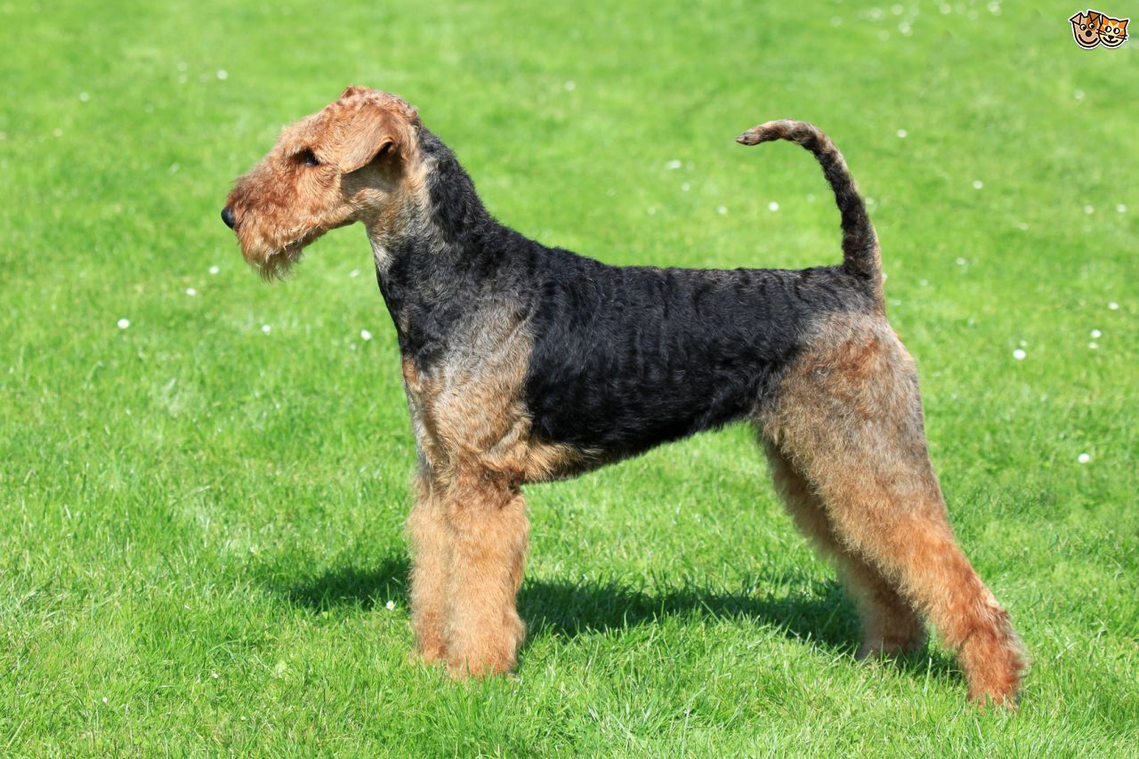 Hipoallergén kutyafajta - Airedale terrier
