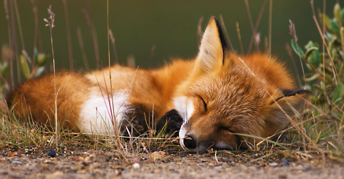 A rókák vakcinázása miatt rendelik el tavasszal és ősszel is az ebzárlatot A rókák vakcinázása miatt rendelik el tavasszal és ősszel is az ebzárlatot