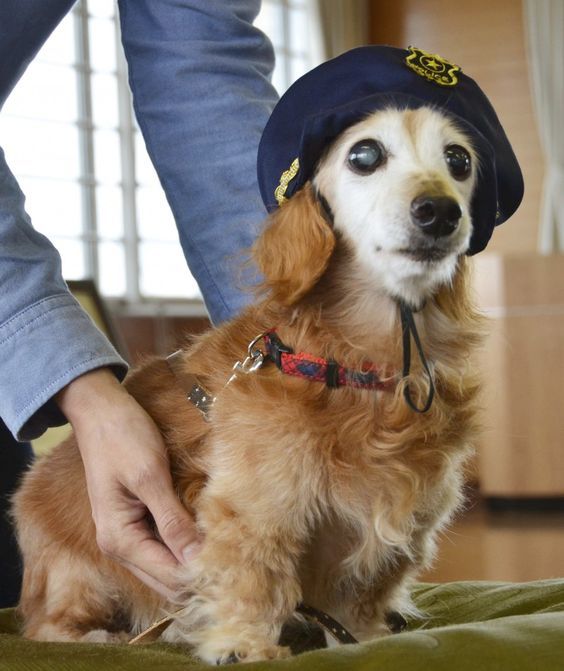 Lucy, a bátor tacskó