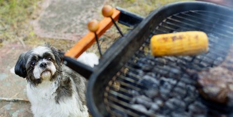 Jobb, ha se zöldséget, se grillhúst nem adunk kutyánknak