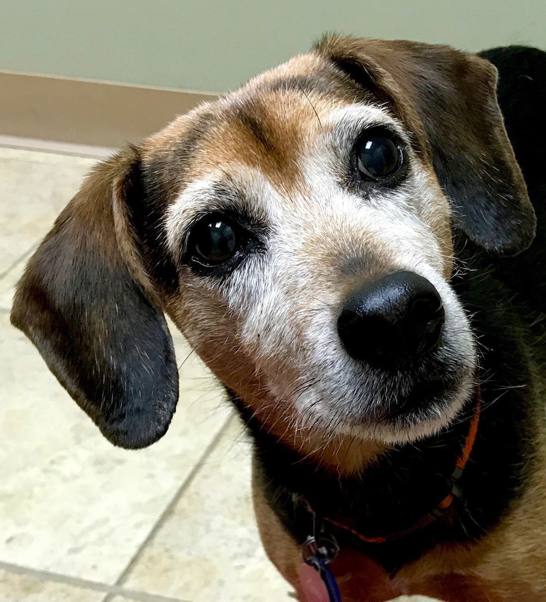 Ősz pofi, csillogó szemek - A demencia nem része a természetes öregedésnek kutyáknál sem