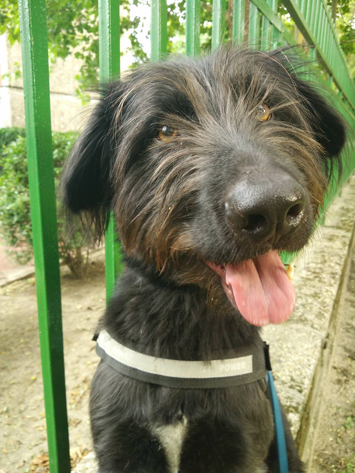 Reális egy kíváncsi, lelkes, nagy mozgásigényű kutyustól elvárni, hogy társunk legyen a kirándulások, a kempingek alkalmával.