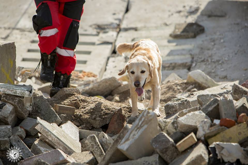 Kira romkutatás közben - IRO Mentőkutya VB 2015