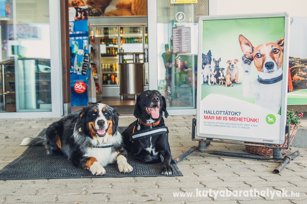 Hallottátok? Már mi is mehetünk! - hirdeti a plakát a kutyabarát MOL kutakon