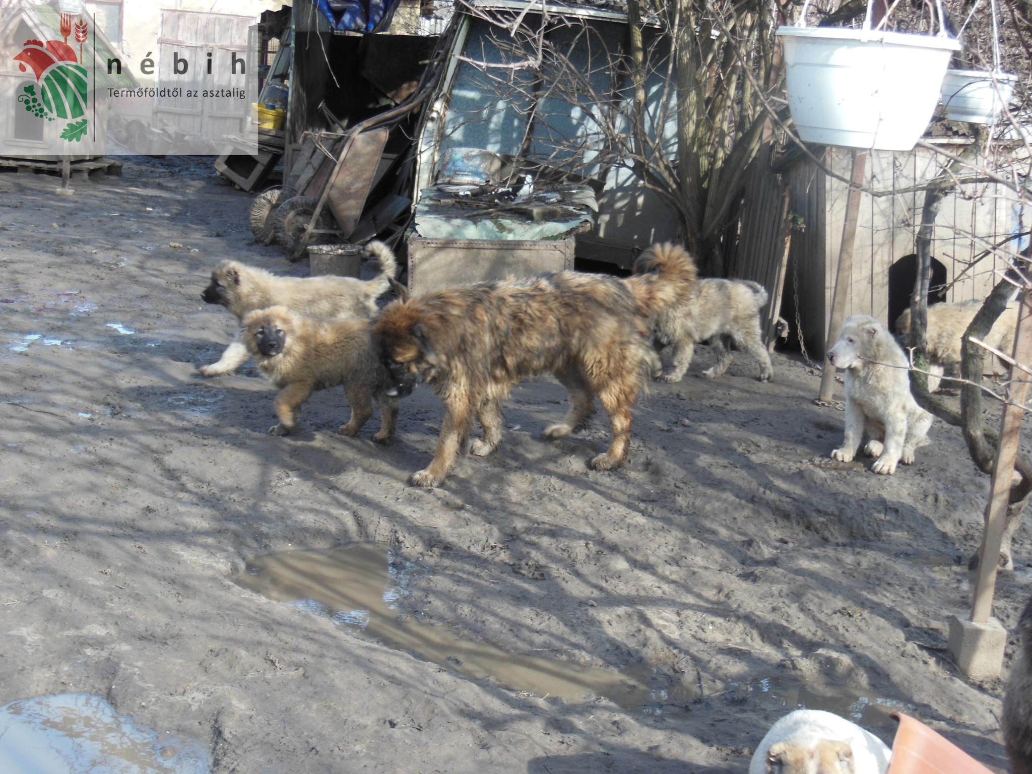 Száznál több kutyát tartottak borzalmas körülmények között