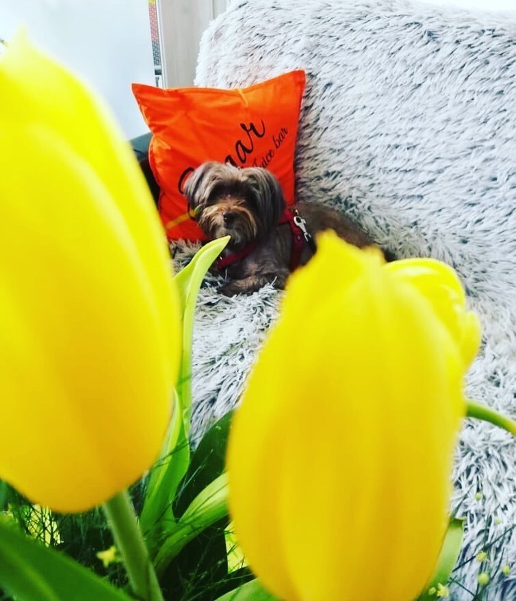 Kutyabarát Sugar- Cafe & Juice Bar Kutyabarát Sugar- Cafe & Juice Bar