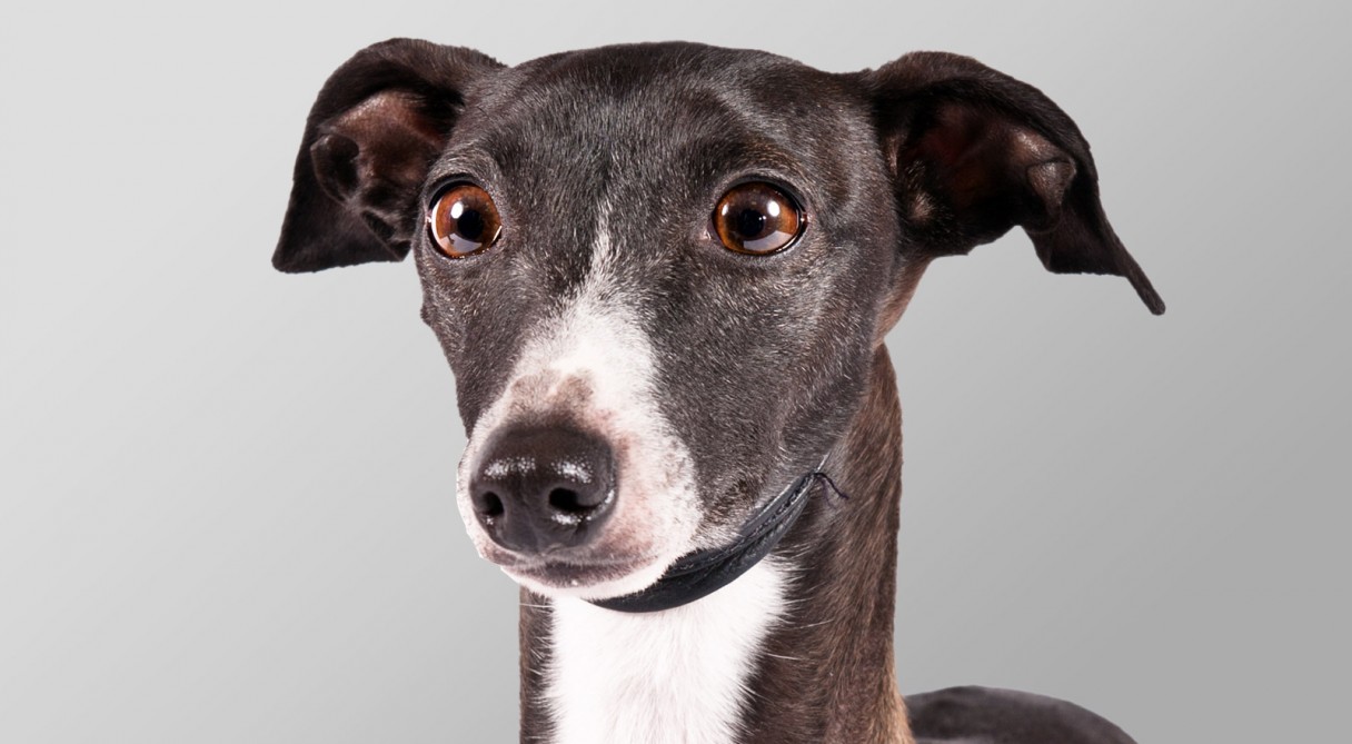 Hipoallergén kutyafajták - Kis olasz agár