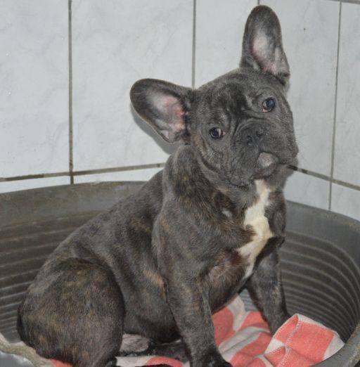 Carlos, a 8 hónapos bulldog