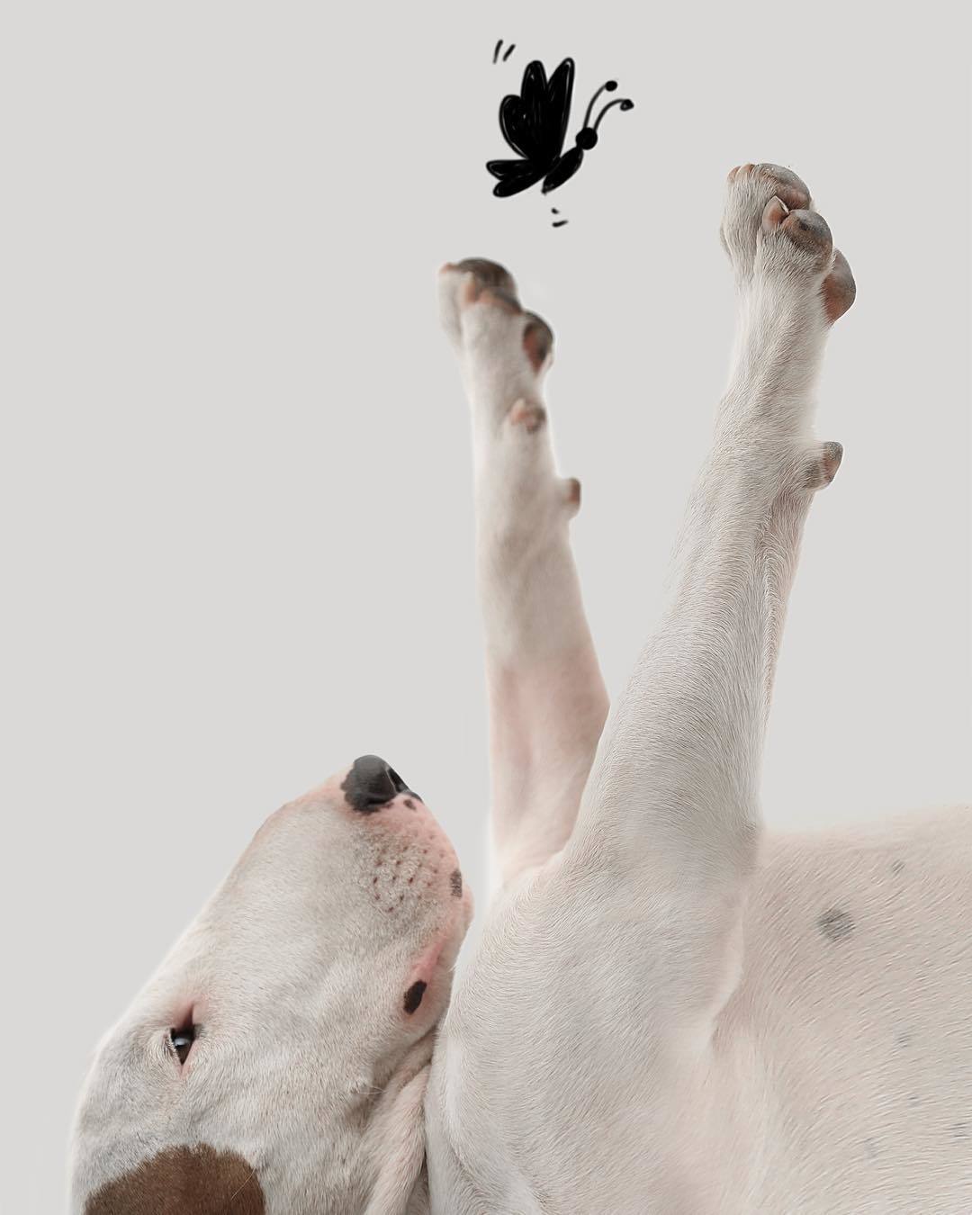 Jimmy, a bullterrier éppen egy pillangót kerget